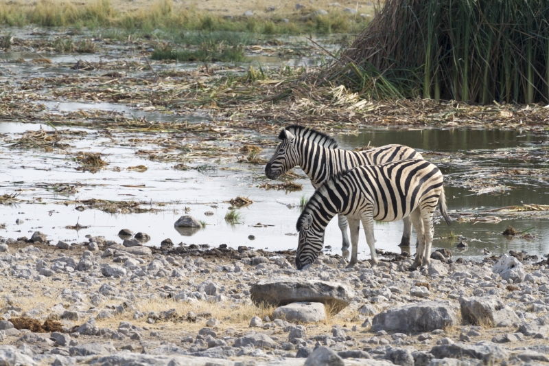 7D_21169 RAW.psd - Wasserlochidyll, Zebras (Homob, Etosha)